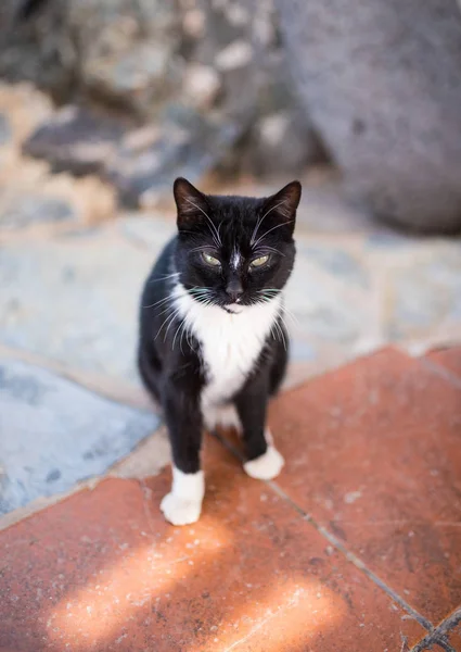 lack cat with white paws on stone floor