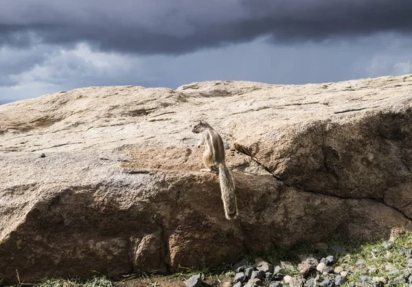 barbary ground squirrel on rocks on Fuerteventura