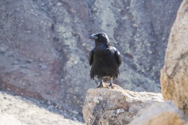 kuzgun kaya oluşumu üzerinde yakın çekim shot