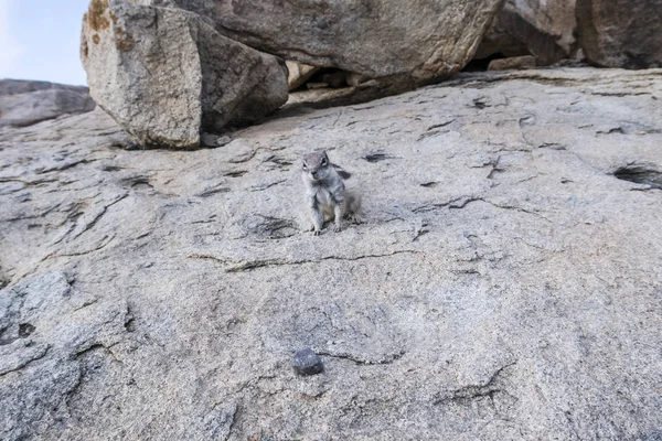 barbary ground squirrel on rocks formation