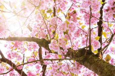 çiçeklenme kiraz ağacı içinde gelen güneş ışığı