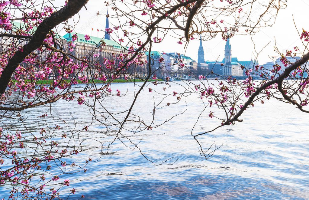cherry blossom at Alster Lake in Hamburg with Jungfernstieg and townhall in background on sunny spring day