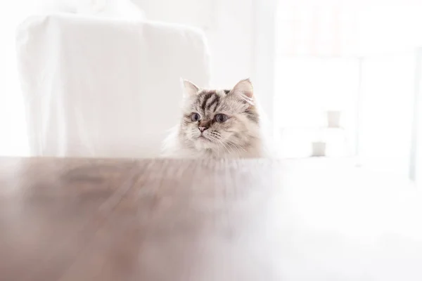Chat assis sur la chaise derrière la table — Photo