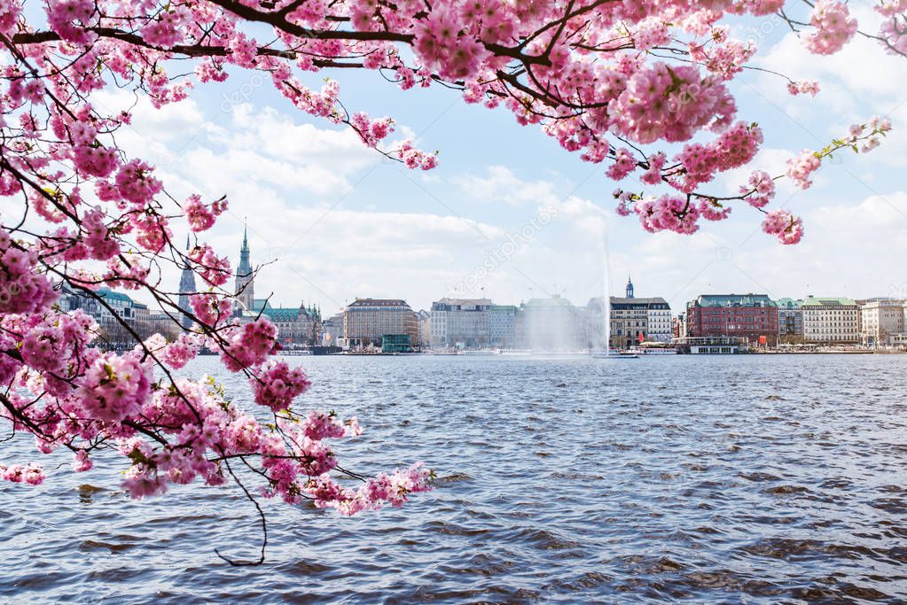 view of Alster Lake in Hamburg framed by blooming cherry tree on sunny day