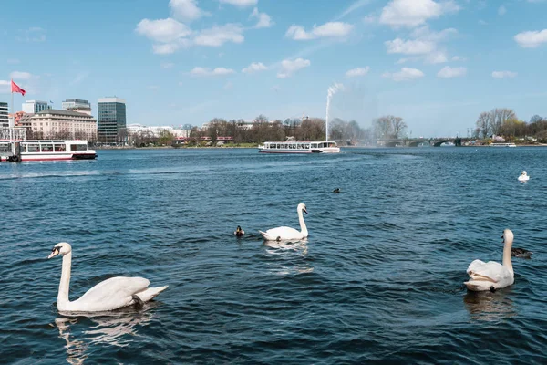 Schwäne und Enten schwimmen an sonnigem Tag auf der Hamburger Alster — Stockfoto