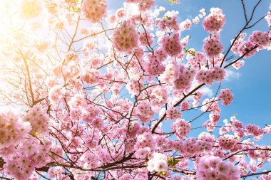 Mavi gökyüzüne karşı açan kiraz ağacı