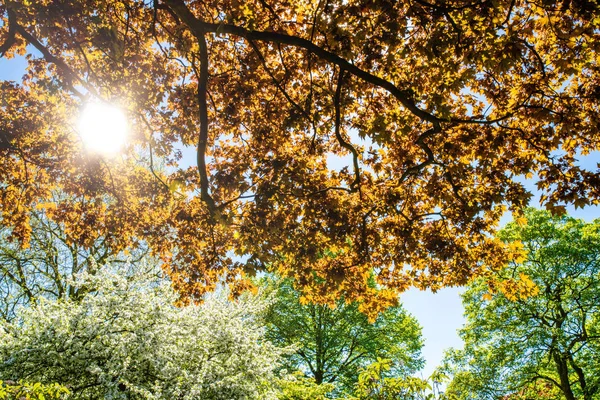 Bäume im Sonnenlicht im Frühling — Stockfoto