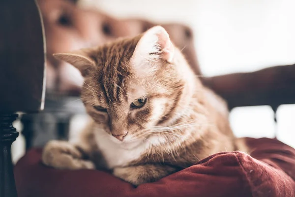 Gember kat ontspannen op rode chesterfield stoel — Stockfoto