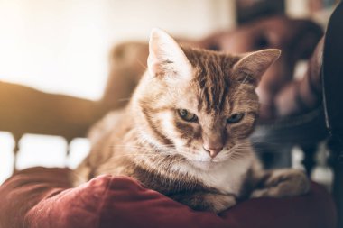 zencefil kedi kırmızı chesterfield koltuğa rahatlatıcı