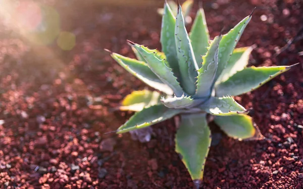 Close-up van aloë vera plant op rode vulkanische bodem — Stockfoto