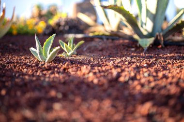 Küçük Aloe Vera bitkileri kırmızı volkanik topraklarda yetişiyor.