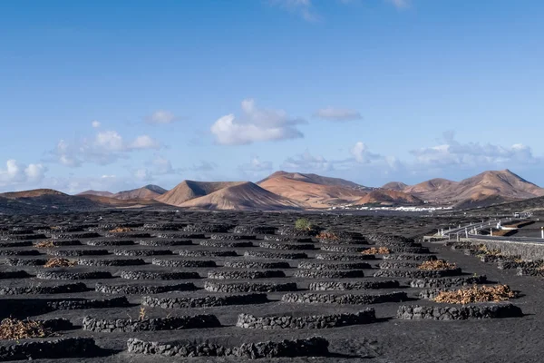 Typische Weinberge auf Lanzarote, kanarische Inseln gegen vulkanische Gebirgsketten — Stockfoto