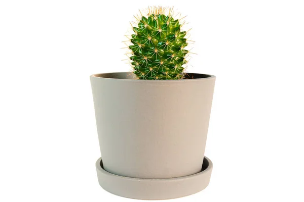 Kleine potcactus plant geïsoleerd op wit — Stockfoto