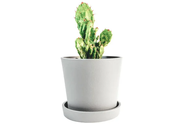 Kleine potcactus plant geïsoleerd op wit — Stockfoto