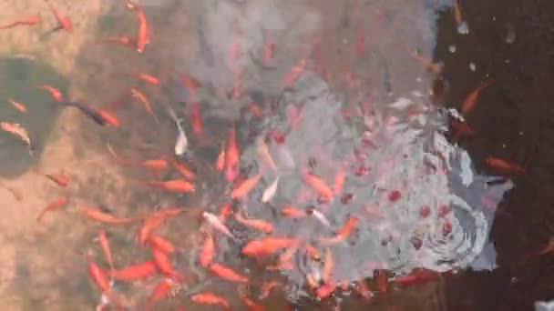 室外池塘中金鱼闪烁的高角镜 — 图库视频影像