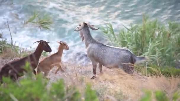 Vista de ángulo alto del rebaño de cabras en el acantilado sobre el océano — Vídeos de Stock