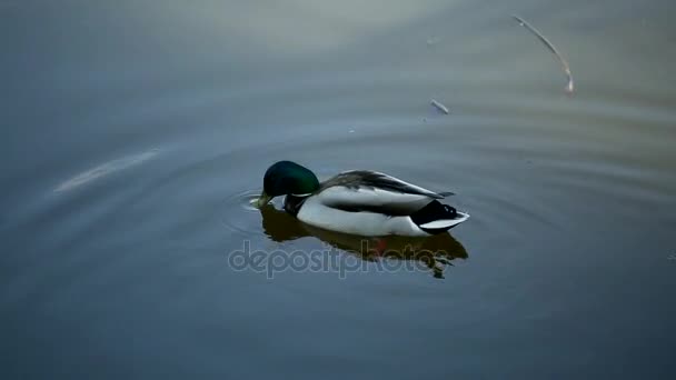 一只鸭子在池塘里游泳和吃 — 图库视频影像