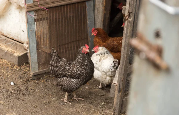 Tavuk ve horoz tavuk bahçedeki