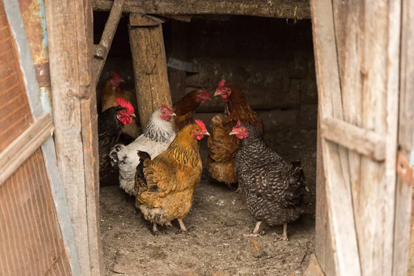 닭고기와 닭 마당에서 수 탉 — 스톡 사진