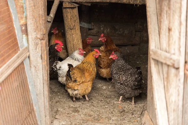 Frango no galinheiro — Fotografia de Stock