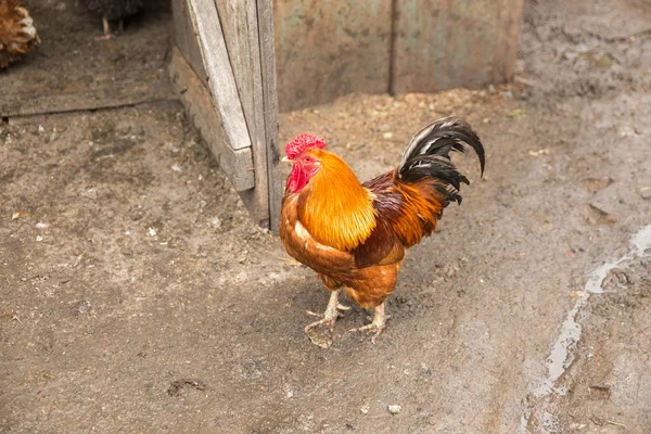 horoz tavuk bahçedeki