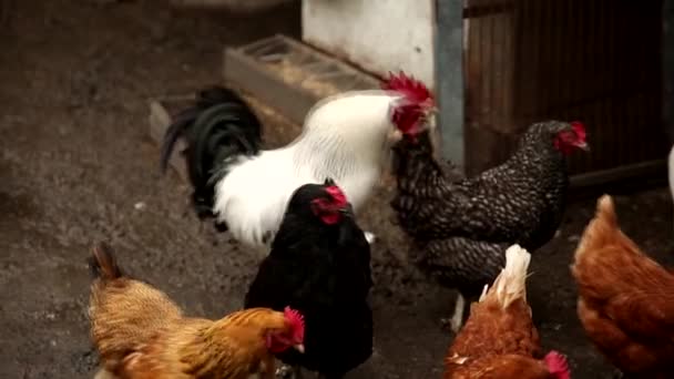 Pollo y gallo en el corral — Vídeo de stock