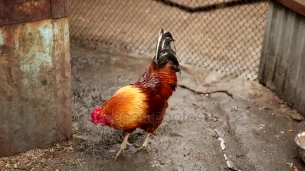 Gallo en el corral — Vídeos de Stock