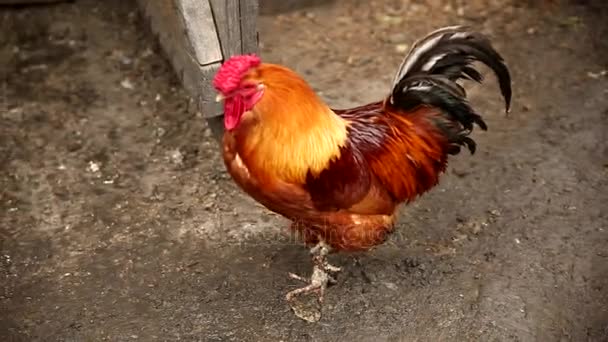 Rooster in the chicken yard — Stock Video