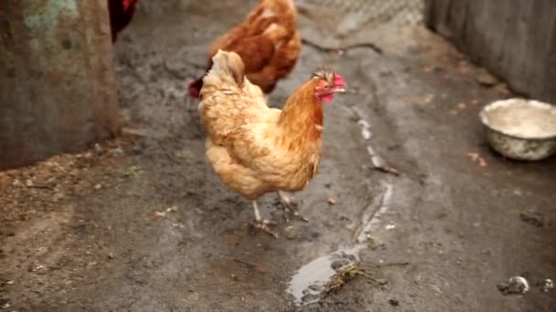 Chicken in the chicken yard — Stock Video