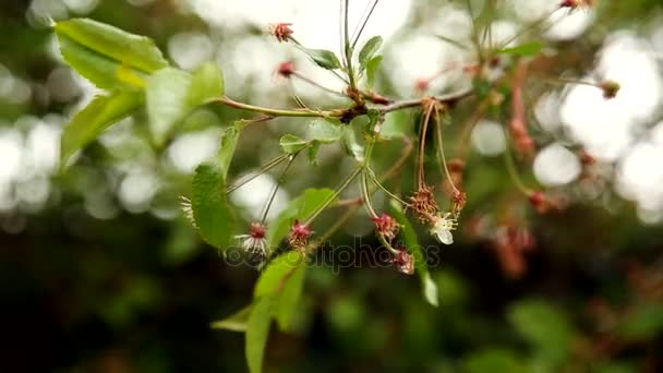 Flowers on a cherry tree — Stock Video