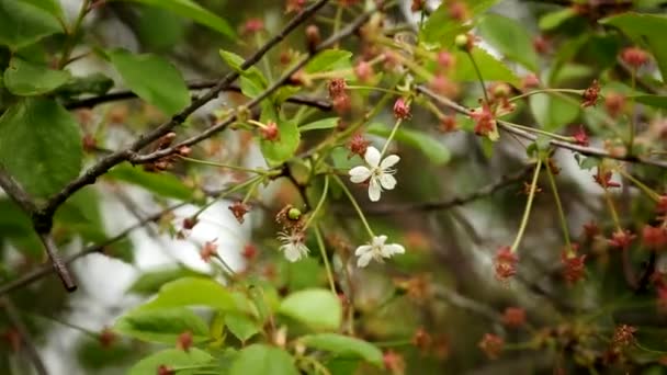 Flores en un cerezo — Vídeo de stock