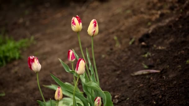 Tulpen auf dem Boden nicht öffnen — Stockvideo
