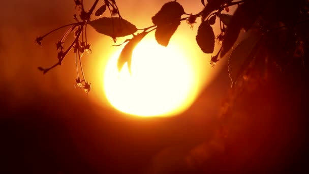 Listy stromů, osvětlena západ slunce — Stock video