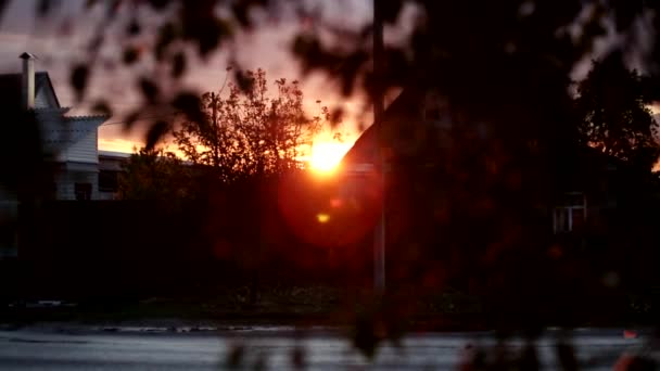 A levelek a fák, megvilágított a naplemente — Stock videók