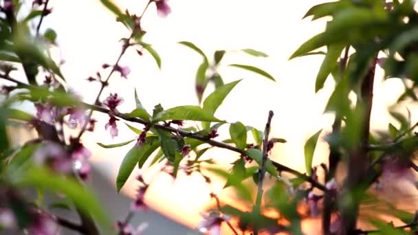 桃の木の花 — ストック動画