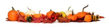Beyaz uzun kenarlığını pumpkins, su kabakları ve sonbahar yaprakları