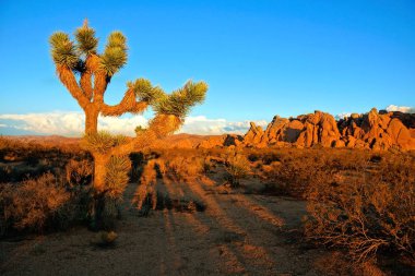Çöl manzarası, Joshua Tree National Park, günbatımı, California, ABD