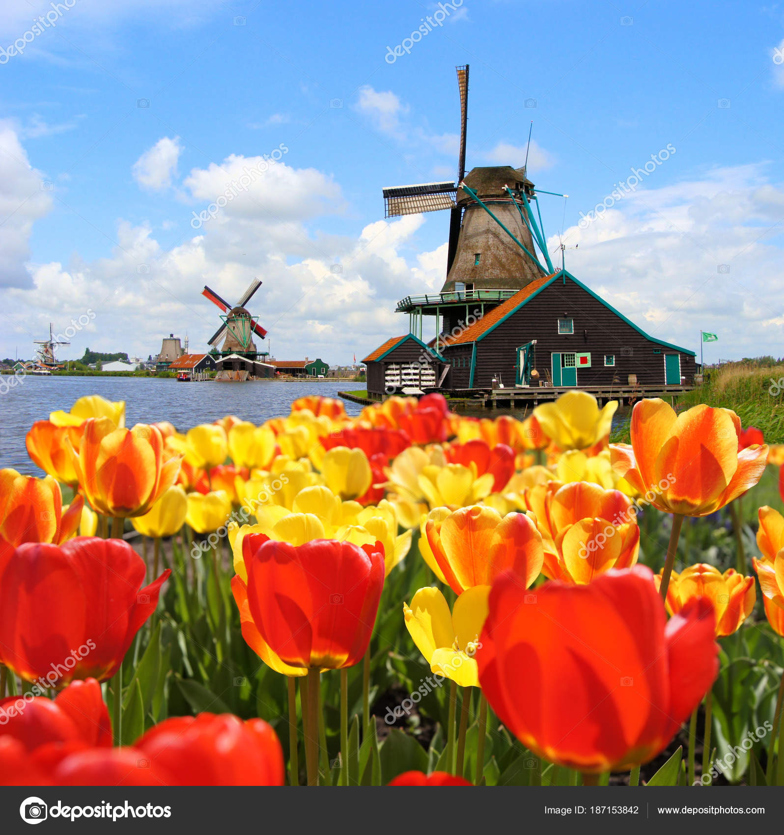 Adult Size Unisex Kitchen Bib with Adjustable Neck for Cooking Gardening Tulip Blooms with Classic Dutch Windmill Netherlands Countryside Spring Picture Ambesonne Landscape Apron Yellow Blue Adult Size Unisex Kitchen Bib with Adjustable Neck for Cooking Gardening Tulip Blooms with Classic Dutch Windmill Netherlands Countryside Spring Picture Ambesonne Landscape Apron Yellow Blue