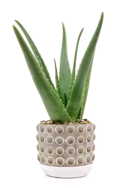 Aloe Vera Planta Cement Gryta Isolerad Vit Bakgrund — Stockfoto