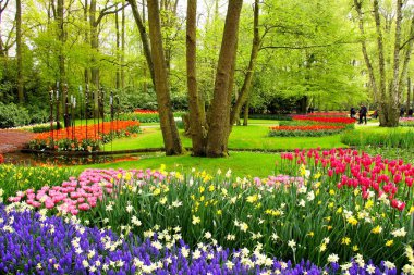 Hollanda, Keukenhof Bahçeleri 'nde renkli bahar laleleri ve çiçekler