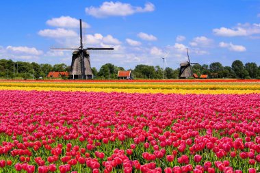 Hollanda 'nın geleneksel yel değirmenleriyle renkli bahar laleleri