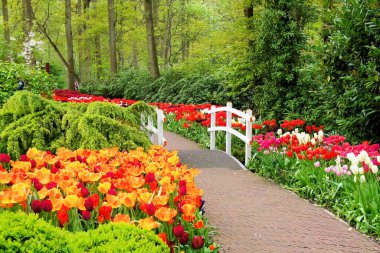 Hollanda 'daki Keukenhof Bahçeleri' nde bahar çiçekleri arasında yürüyüş