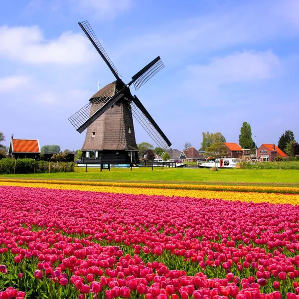 Tulipani Primaverili Colorati Con Mulino Vento Paesi Bassi — Foto Stock