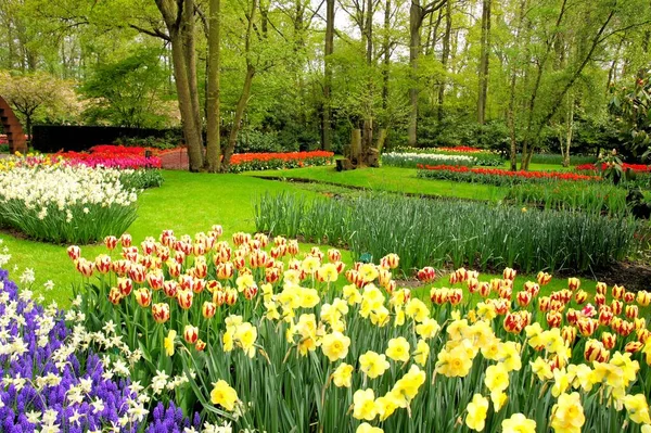 Bunte Frühlingsblumen Keukenhof Gardens Niederlande — Stockfoto