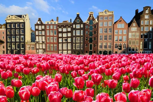Živé Růžové Tulipány Kanálovými Domy Amsterdamu Nizozemsko — Stock fotografie