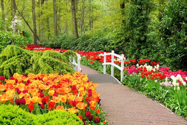 Przechadzka Wiosennymi Kwiatami Keukenhof Gardens Holandia — Zdjęcie stockowe