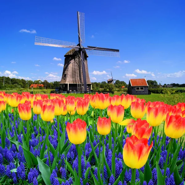 Kolorowe Wiosenne Kwiaty Klasycznym Holenderskim Wiatrakiem Holandia — Zdjęcie stockowe