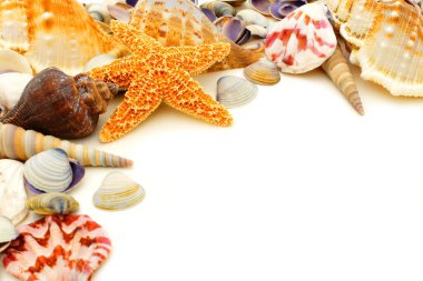Beyaz arkaplanda renkli deniz kabuğu kenarı