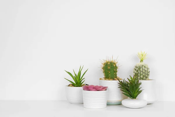 Grupp Olika Inomhus Kaktusar Och Saftiga Växter Krukor Sidovy Vit — Stockfoto
