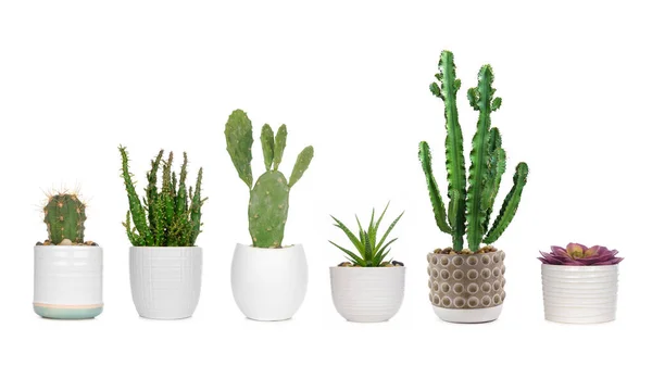 Grupp Olika Inomhus Kaktusar Och Saftiga Växter Krukor Isolerade Vit — Stockfoto